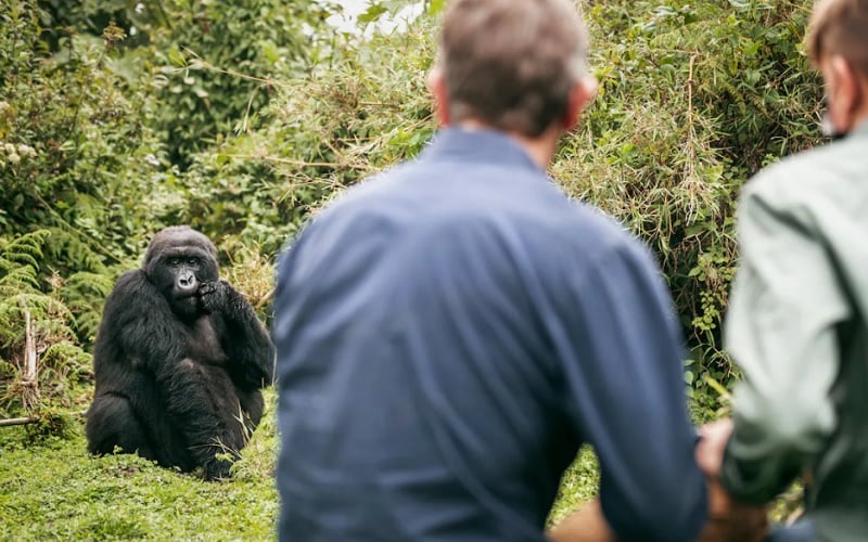 7 Day Land of a Thousand Hills Rwanda Gorilla & Safari Tour